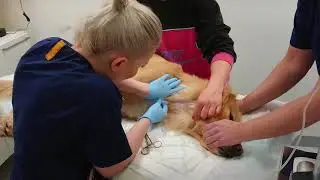Koiran verenluovutus
