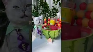 Chef Cat DIY Iced Watermelon Soda Bowl🍉 For Summer!| Cat Cooking ASMR | Chef Cat TikTok#Shorts