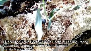 Glischrochilus qudrisignatus of South Sumatra (Hanifa Marisa, 2020)