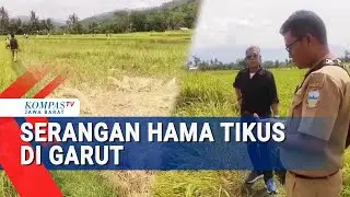 Lawan Hama Tikus, Pemkab Garut Bangun Demplot Pembasmi