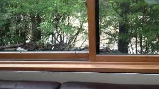 Boulder Flood 2013 - Fourmile Canyon - View from my Living Room