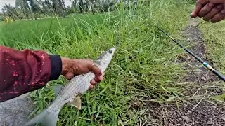 Coba mancing ikan Belanak umpan tepung kering