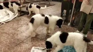 Cuccioli Cani Taglia Grande maschi femmine in vendita