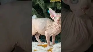 Warning issued over hairless &lsquo;bully cats&rsquo; amid rising trend on social media