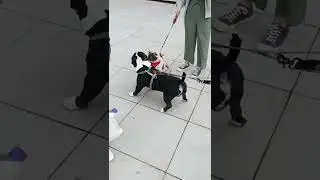 Pug vs American Bully #shorts #pug #bulldog #dog
