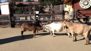 Angry goats fighting