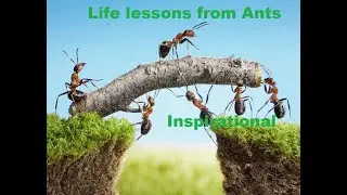 Inspirational - Life lessons from Ants