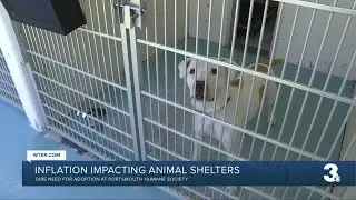 Portsmouth Humane Society in critical need of fosters, adopters