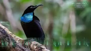 Magnificent Riflebird Sounds - Loud, rich whistling calls