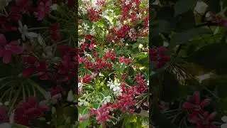 Rangoon creeper | Madhumalti plant | get more flowers #homegarden #potgarden