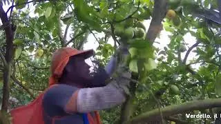 Sicilia, i mesi del verdello
