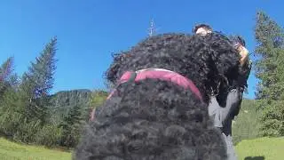 curly adventure