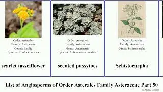 List of Angiosperms of Order Asterales Family Asteraceae Part 50 saussurea scorzonera sawtooth sea
