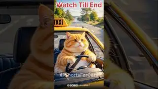 Happy Cat Eats Chicken🐱🍽️🐔 #shorts
