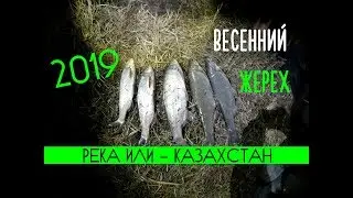 Ловля жереха ранней весной, Река Или - 2019 год, Рыба порадовала своим уловом!