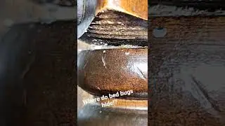 bed bug hiding spots