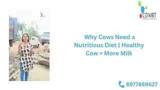 Cows Need a Good Diet &ndash; Healthy Nutrition with Cowbit&rsquo;s Smart Monitoring 🐄🌾