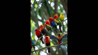 Calm your mind with gentle piano harmonies ,Birds singing ,Relaxing sounds #relax #birdsong