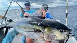 Over 200 pounds yellowfin tuna onboard the Panga.