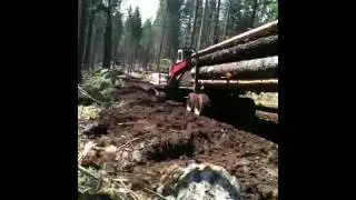 Stuck in the mud