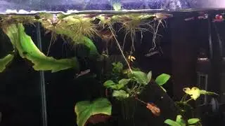 N class endlers