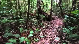 Sap flow monitoring in eastern Amazon forest, Tail&acirc;ndia, PA.