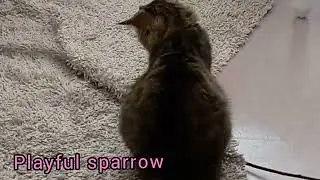 Relaxation frequency,Playful sparrow clam music،Music for relaxation Soothing nature,
