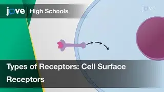 Types of Receptors: Cell Surface Receptors | Cell Bio | Video Textbooks - Preview