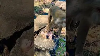 Lovely LiLy #shorts #babymonkey #animals #monkey