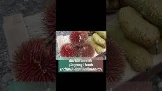 Agrowisata     Durian Merah (Layung). Buah endemik dari Kalimantan