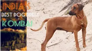India&rsquo;s best dog breed KOMBAI #amazing facts ||Ashok Xavier ||