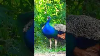 Blue Shoulder Peacock feather and sound #cameraphone #free #sharing #upload #video #videophone #