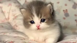 Cute and adorable cats and kittens behavior videos 😻
