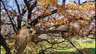 Pruning and Caring for Our Mature Trees