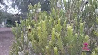 Bees on tea tree flowers - api su fiori di melaleuca al Parco del Risveglio Bioenergetico Molfetta