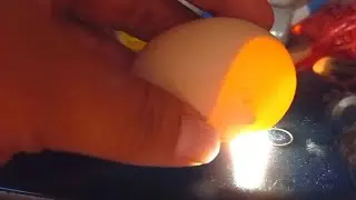 OVOSCOPIA un día antes del nacimiento 🐣