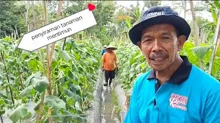 Perawatan mentimun