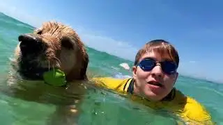 Nadando com meu cachorro Golden Retriever  na praia 