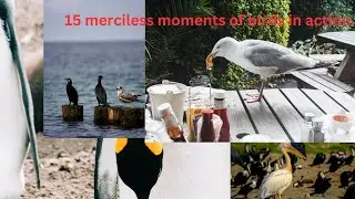 15 merciless moments of birds in action. #wildlife #wildbirds #wildanimals #wildnature4k60fps