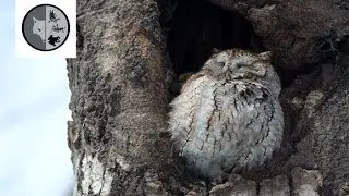 Eastern Screech-Owl song