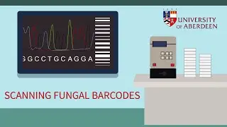 Scanning fungal barcodes - New technology for understanding fungi&rsquo;s tolerance to drugs