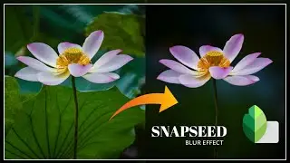 Portret Flower Photo Editing |Blur Effect ।Snapseed Flower Photo Editing Tutorial|