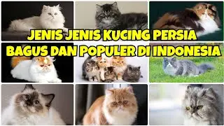 JENIS-JENIS KUCING PERSIA, YANG BAGUS DAN POPULER DI INDONESIA #Kucingpersia #Kucing #puspusmiaw