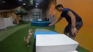 Hany Butter goes to Bark Central indoor dog park