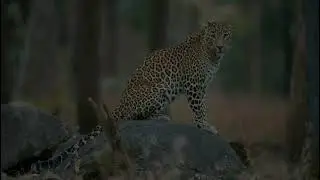 #tiger #nationalpark #penchnationalpark 🐆