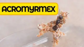 🐜 C&oacute;mo Criar hormigas Reina ATTA y ACROMYRMEX 👑 Su hormiguero Cortadoras de Hojas Granja de Hormigas
