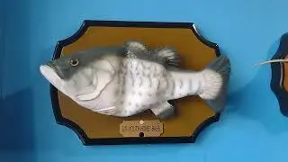 Big Mouth Honey Bass (crown gear splits on camera)
