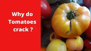 Why do Tomatoes Crack ?
