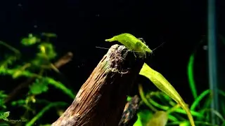 Caridina babaulti green