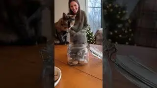 Adorable kitten caught peeking from behind a jar